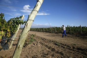 Mendoza Prints: Vineyards and the Andes mountains in Valle de Uco, Mendoza, Argentina, South America