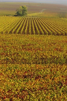 Cultivate Prints: Vineyards in autumn, Champagne, France, Europe