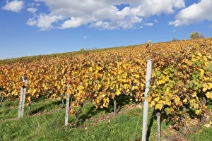 Esslingen Prints: Vineyards in autumn, Esslingen, Baden Wurttemberg, Germany, Europe
