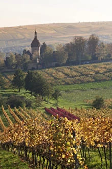 Pfalz Prints: Vineyards in autumn, German Wine Route, Pfalz, Rhineland-Palatinate, Germany, Europe