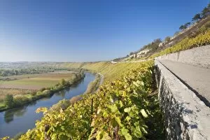 Vineyards in autumn, Mundelsheim, Neckartal Valley, Neckar River, Baden Wurttemberg, Germany, Europe