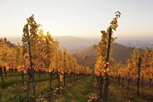 Stuttgart Prints: Vineyards in autumn at sunset, Stuttgart, Baden-Wurttemberg, Germany, Europe