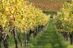 Grapevine Prints: Vineyards in autumn, Uhlbach, Baden Wurttemberg, Germany, Europe