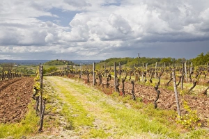 Dordogne Prints: Vineyards in the Bergerac area, Dordogne, France, Europe
