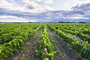 Winery Prints: Vineyards at Bodega La Azul, a winery in Uco Valley (Valle de Uco), a wine region