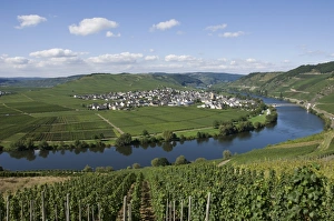 River Bank Prints: Vineyards bordering the banks of the River Mosel, Germany, Europe
