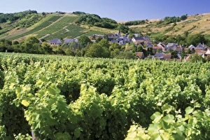 Sancerre Prints: Vineyards at Bue, near Sancerre, Loire Centre, France, Europe