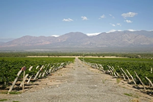 Salta Province Prints: Vineyards in Cafayate, Valles Calchaquies, Salta Province, Argentina, South America