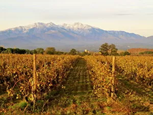 Images Dated 17th November 2010: Vineyards and Canigou mountain, Languedoc Roussillon, France, Europe