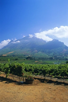 Cape Province Prints: Vineyards in the Cape winelands