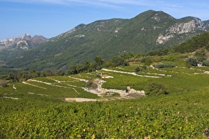 Lush Prints: Vineyards in centre of island, Platanos, Samos, Aegean Islands, Greece