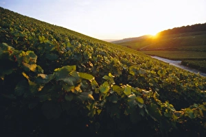 Vineyards, Champagne, France