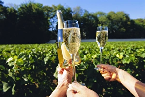 Food Nutrition Prints: Vineyards, Champagne, France