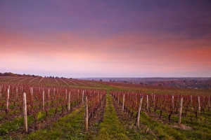 Indre Et Loire Prints: The vineyards of Chenonceaux in the Loire Valley, Indre-et-Loire, Centre, France, Europe