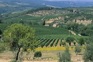 Vineyards, Chianti, Tuscany, Italy, Europe
