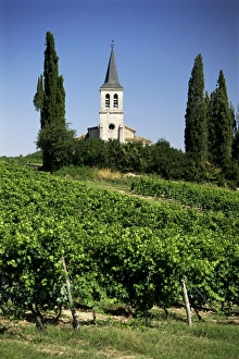 Vineyards and church, near Castelnau Monrater, Lot, Midi-Pyrenees, France, Europe