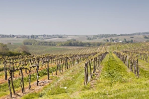 Traditionally French Prints: Vineyards in the Cognac area of France, Charente Maritime, France, Europe