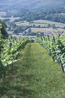 Vineyards in countryside near Saint Jean Pied de Port (St. -Jean-Pied-de-Port)