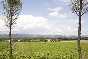 Images Dated 2nd June 2007: Vineyards in the countryside of Umbria, Italy, Europe