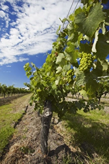 Images Dated 23rd December 2010: Vineyards of Cullen wine estate, Margaret River, Western Australia, Australia, Pacific
