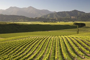 Vineyards along Delta Lake Heights Road, Renwick, near Blenheim, Marlborough region, South Island, New Zealand, Pacific