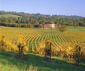 Vineyards, Dorking, Surrey, England