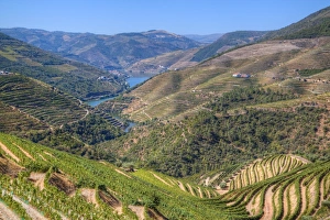 Vineyards and the Douro River, Alto Douro Wine Valley, UNESCO World Heritage Site