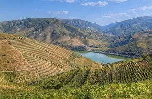 Terraced Collection: Vineyards and the Douro River, Alto Douro Wine Valley, UNESCO World Heritage Site