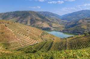Viniculture Prints: Vineyards and the Douro River, Alto Douro Wine Valley, UNESCO World Heritage Site