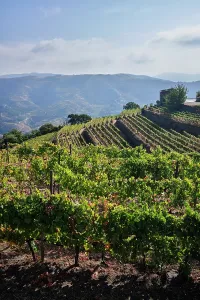 Wine Prints: Vineyards in Douro Valley show rows of grape plants under sunlit sky in Portugal