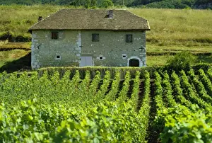Savoie Prints: Vineyards and farm house near Jonjieux in Savoie in the Rhone Alpes, France