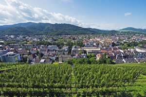 Freiburg Prints: Vineyards, Freiburg, Baden-Wurttemberg, Germany, Europe