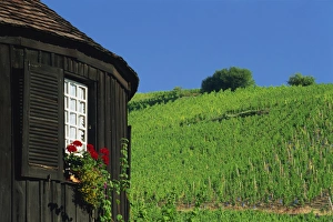 Riquewihr Prints: Vineyards on hillside behind circular timbered house, Riquewihr, Haut-Rhin