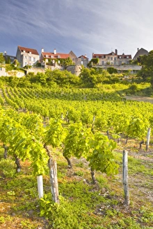 Yonne Prints: Vineyards below the hilltop village of Vezelay, Yonne, Burgundy, France, Europe