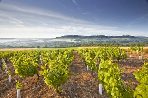 Vineyards below the hilltop village of Vezelay in Burgundy, France, Europe