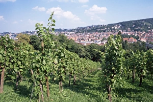 Stuttgart Prints: Vineyards at Karlshohe