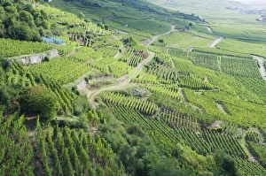 Images Dated 7th September 2008: Vineyards, Kaysersberg, Alsace, France, Europe