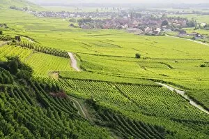Images Dated 7th September 2008: Vineyards, Kaysersberg, Alsace, France, Europe