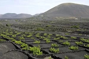 Images Dated 7th May 2009: Vineyards of La Geria on volcanic ash of 1730s eruptions, Lanzarote, Canary Islands
