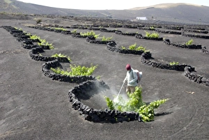 Images Dated 7th May 2009: Vineyards of La Geria on volcanic ash of 1730s eruptions, Lanzarote, Canary Islands
