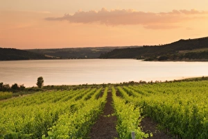 Perugia District Prints: Vineyards at Lago di Corbara Lake at sunset, Perugia District, Umbria, Italy, Europe