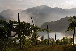 Images Dated 13th September 2009: Vineyards, Lake Salto, Rieti, Lazio, Italy, Europe