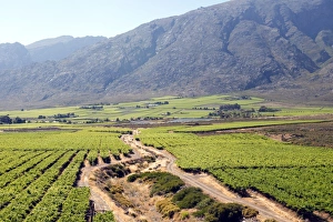Viniculture Prints: Vineyards and landscape of the Franschhoek area, Western Cape, South Africa, Africa