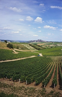 Loire Valley Prints: Vineyards, Loire Valley and Sancerre in the Distance, France