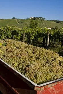 Vineyards at Lucignano, Tuscany, Italy, Europe
