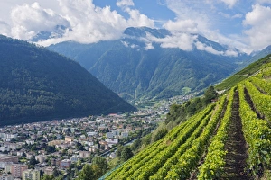 Sloping Prints: Vineyards, Martigny, Valais, Swiss Alps, Switzerland, Europe