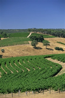 Mclaren Vale Prints: Vineyards, McLaren Vale, Clarendon, South Australia, Australia, Pacific