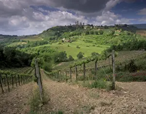 San Gimignano Prints: Vineyards and the medivel town of San Gimignano delle belle Torri