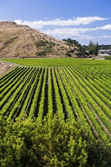 Wine Industry Prints: Vineyards at Mission Estate Winery, Napier, Hawkes Bay Region, North Island, New Zealand