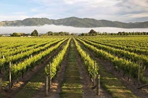 Renwick Prints: Vineyards in morning mist, Renwick